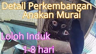 Detail perkembangan anakan murai loloh induk 0-8 hari siap panen