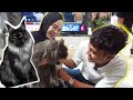 ALPHA DAH DAPAT AWEK BARU !!! SEMUA TEAM AI TAKUT DENGAN KUCING BARU ALICE...