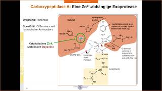 BC1 - Enzyme, Katalyse durch Metallionen und Nachbarschaft