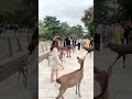 nara park in japan 🇯🇵奈良公園