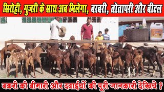 सिरोही, गुजरी के साथ मिलेगा,बरबरी, तोतापरी \u0026बीटल। Sirohi, Gujri, Barbri,Totapari Goat Farm