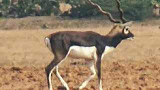 गांव में भटकता हिरण wandering deer in the village.