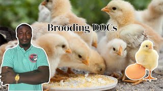 How to successfully brood Day-old Chicks from day one || for beginners || Simple Steps ||