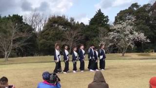 川棚菜の花よさこい祭り「馬関社中」さん