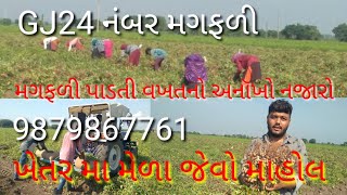 GJ24 નંબર મગફળી નોઉતારો આસરે વીઘા દીઠ 25મણ થી ઉપર નો રહેશે સારા ઉત્પાદન મેળવતા ખેડુત ની મુલાકાત