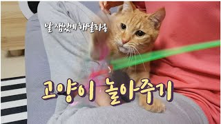 인싸집사가 되기위하여  (장난감으로 고양이 놀아주기)