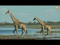 සත්ත්ව ලෝකයේ ගොළුවා ගැන මොනවාද දන්නේ unbelievable fun facts about giraffes awata