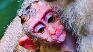 Ohgod..Cute baby monkey...what's happened...? So adorable baby monkey...|Nice clip monkey