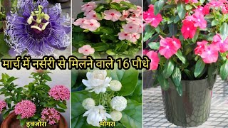 मार्च में नर्सरी से मिलने वाले 16 पौधो के नाम ओर दाम/Summer Flowering Plants Name With Price , Care/