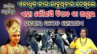 Ajira Top 20+ Anuchinta Sadhubani || ଏକାଧିକ କାଉ ରାବୁଥିବାର ଦେଖିଲେ ଏହା କୌଣସି ବିପଦ ବା ଅଶୁଭ ଘଟଣାର ସଙ୍କେତ