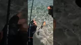 trumpet fish #fishinglife #shorecasting #shortvideo #fypシ゚viral