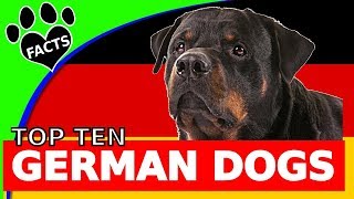 Top 10 German Dog Breeds