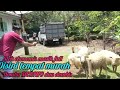 Harga murah!! Arjuna farm Stok Masih fUlllllllll.....