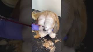 SHIHTZU BANG GROOMING #doggroomingtips #shihtzu #shihtzupuppies