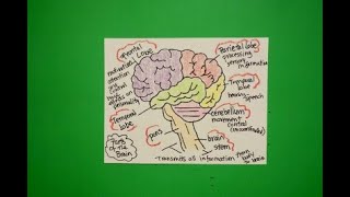 Let's Draw Parts of the Brain!