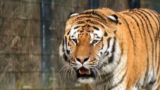 Wild life documentary llAmazing animals movment ll Animals world 0.2 ll #4k #asmr #animalsworld