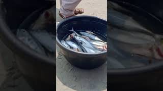 വിഴിഞ്ഞം കടലിൽ മീൻകച്ചവടം ( Fish trade in Vizhinjam sea ) #vizhinjamport #vizhinjambeach #fish #sea