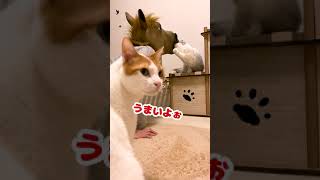 馬の口の中のちゅーるを食べる猫【おしゃべりする猫】 #Shorts 【猫アテレコ】