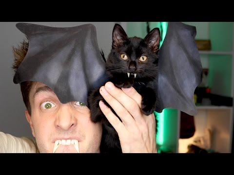Vleermuis Kitten Costuum 😂 | Halloween DIY Vleermuis Kitten Costuum 😂 | Halloween DIY
