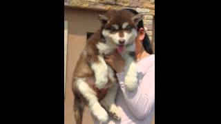 Giant Alaskan Malamute 08