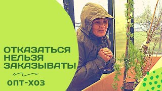 В хвойном полку прибыло! Всего два чудесных растения от ОПТ-хоз. Распаковка