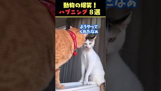 Instagramで6.9億回バズった動物ハプニング動画8選！8Animal Happenings Videos That Got 690 Million Buzz on Instagram!#犬#猫