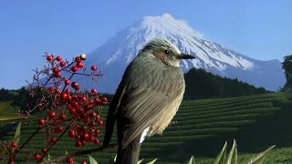 室内でネイチャー 番外編 【ヒヨドリ】 ～ Brown-eared bulbul stay home