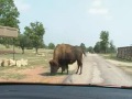 buffalo wildlife oklahoma