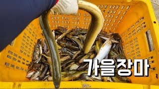 가을장마에 터졌다! 15개의 통발에서 나온 최고가 민물어종들