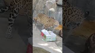 ロン　一時帰宅→再登場で暴れる　#ジャガー　#Jaguar　#天王寺動物園　23.5.4 14:48