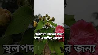 স্থলপদ্ম গাছের জন্য মাত্র একটিই খাবার!#স্থলপদ্ম #ফুল #shortsviral #landlotusplantcare #biprogarden