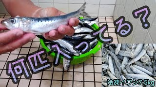 釣り餌になる冷凍イワシを解凍して数えてみた