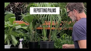How to Repot a Kentia Palm