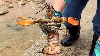 The wild sea reef hides big goods, and the fisherman catches a big lobster!