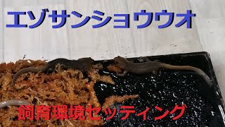 エゾサンショウウオの飼育環境のセッティング