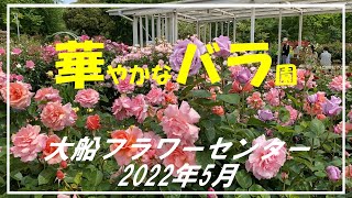 大船フラワーセンターバラ園2022年5月