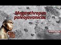 Megantropus paleojavanicus I Manusia Purba di Indonesia Eps.1