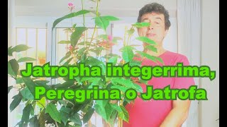 JATROPHA INTEGERRIMA (PEREGRINA) COMO CUIDAR