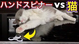 猫の横でハンドスピナー回したら意外な反応で笑ったww