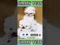 🐶cute and funny dog videos compilation _452_ shorts shortsfeed youtubeshorts short