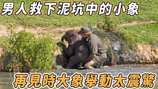 小象掉進泥坑哀嚎3天3夜，男人路過將其救下，12年後再見恩人大象舉動太震驚！