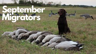 Wisconsin Early Goose Hunting | MOLT MIGRATORS