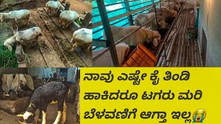 ನೀವು ಟಗರು ಸಾಕಿದರೆ ಈ ವಿಷಯಗಳನ್ನು ತಿಳಿದುಕೊಳ್ಳಿ Know these things if you have rams