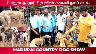 Chippiparai dog | ஆமூர் பிரபு கன்னி சிப்பிப்பாறை நாய்கள் | Native breed Rajapalayam Kanni and Kombai