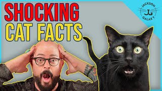 7 Shocking Cat Facts!