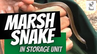 MARSH SNAKE in Storage Unit