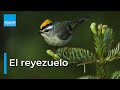 Reyezuelo , el REY de las AVES pequeñas