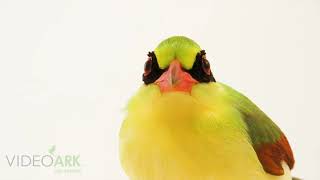 A female Indochinese green magpie (Cissa hypoleuca) named Jolie at the Los Angeles Zoo