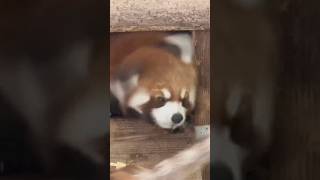 20250102ブルンブルン🌀なたけのこ #レッサーパンダ #羽村市動物公園 #ヒノトントンzoo #たけのこ #redpanda