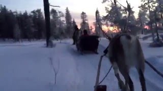 Reindeer Tour in Lapland/Finland, Arctic Circle - Salla Reindeer Park (Sallan Poropuisto), 28.12.15